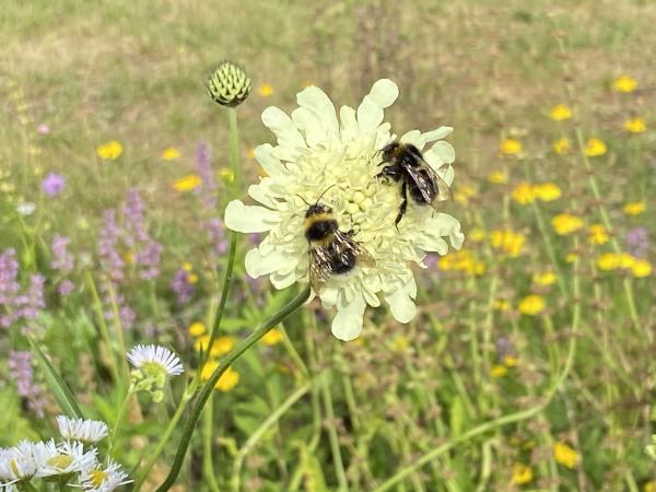 Cephalaria gigantea | Riesen-Schuppenkopf